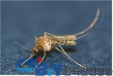 작은빨간집모기