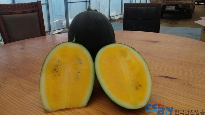 속이 노란 수박