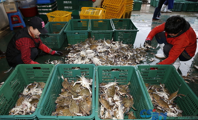 태안군, 꽃게 어획량 증가 위해 두 팔 걷었다!