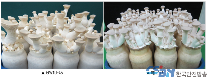 출처:농촌진흥청