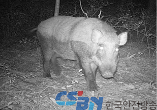 멧돼지 출현 사진。